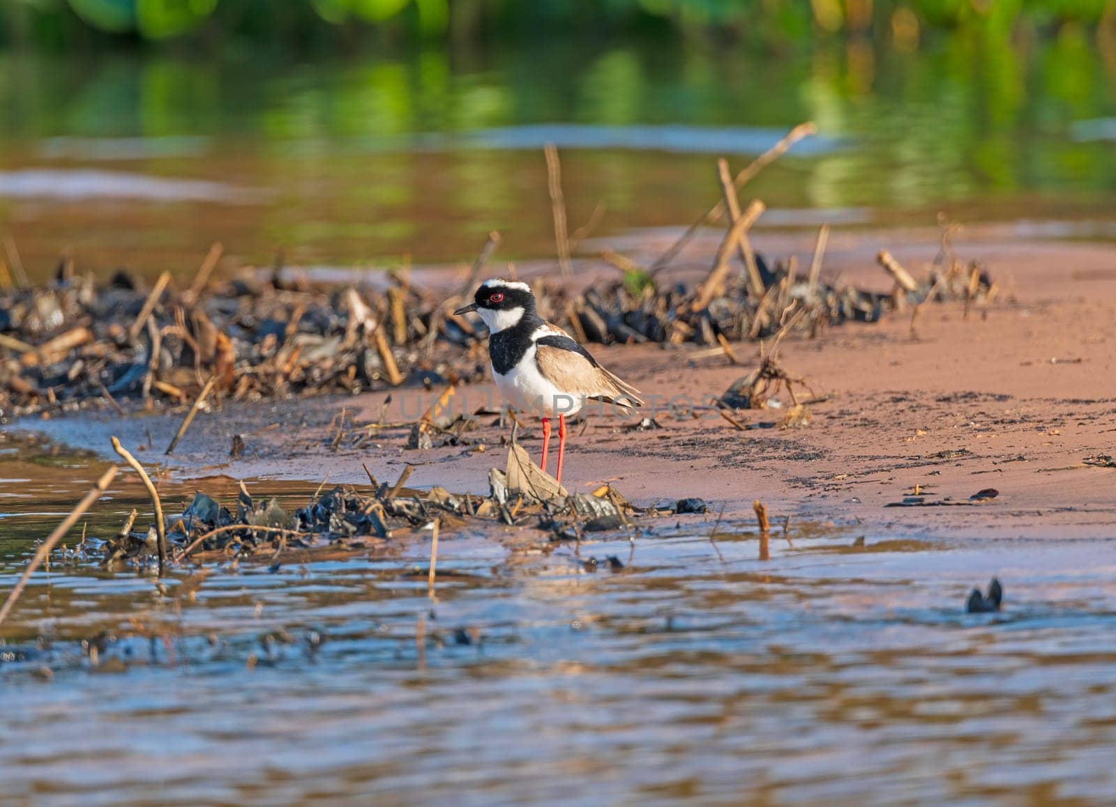 Pied Plover Searching the River Bank in the Pantanal in Brazil