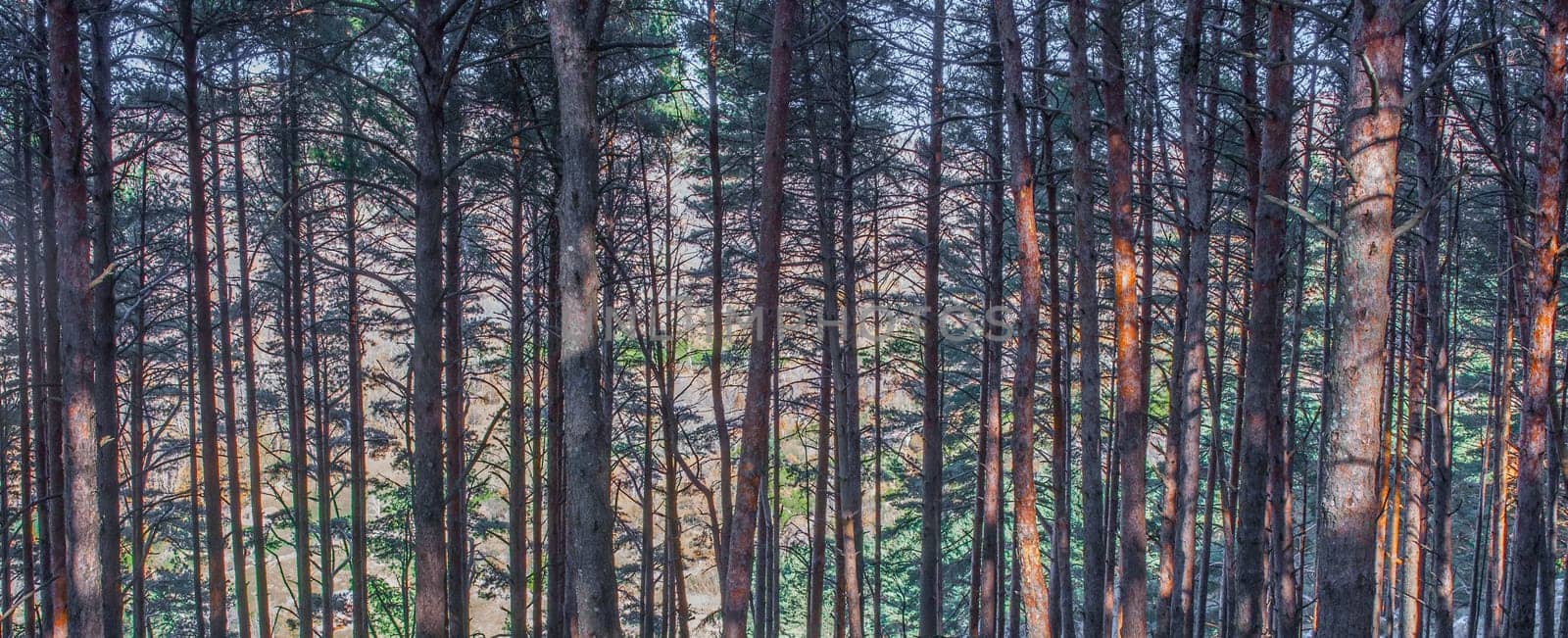 La Garganta forest. Magic place in the heart of Ambroz Valley, Banos de Montemayor, Caceres, Extremadura, Spain