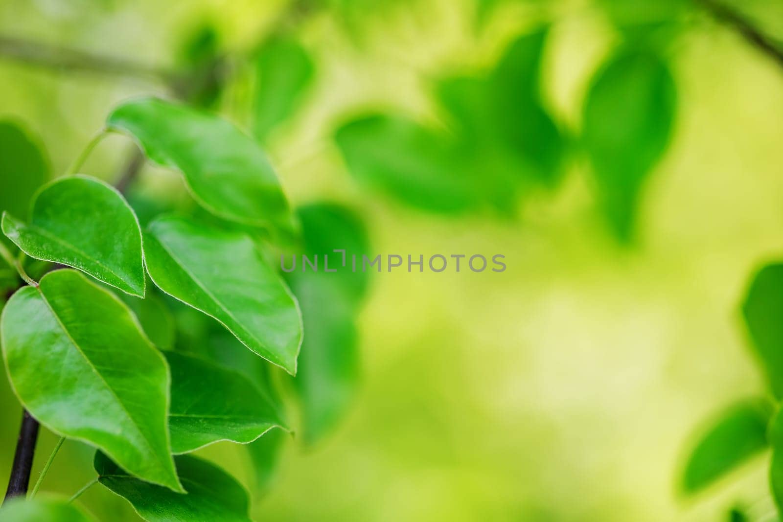 Close-up view of the tree's branch with young leaves. Beautiful bokeh background of the spring foliage.
