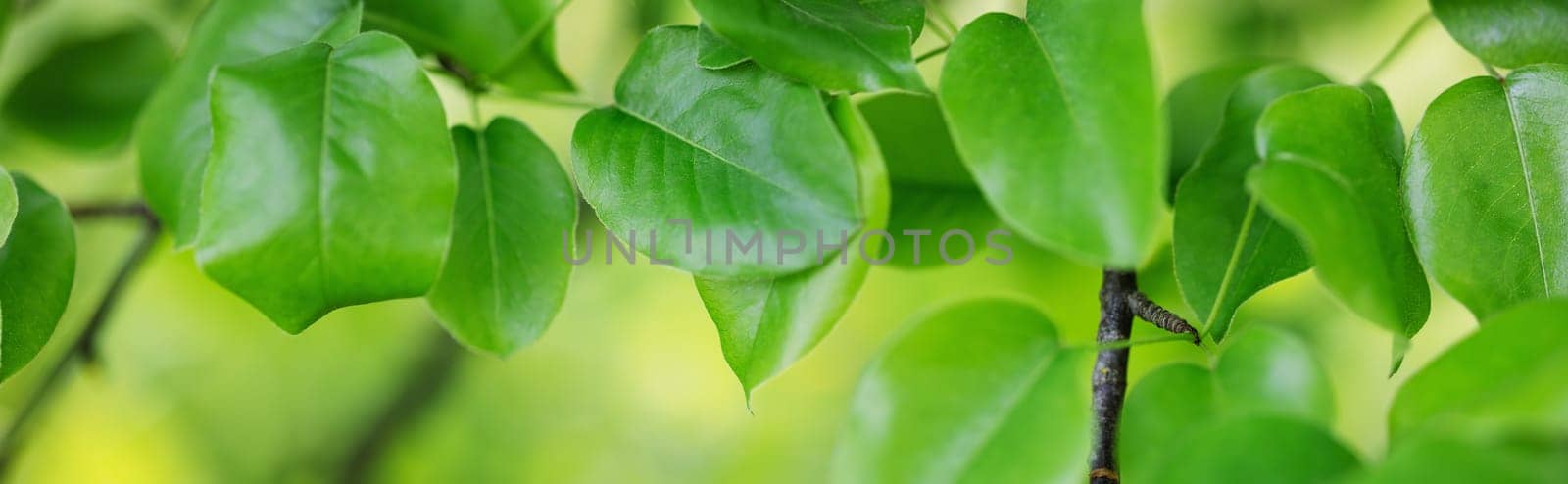 Close-up panoramic view of the tree's branch with young leaves. Beautiful bokeh background of the spring foliage.