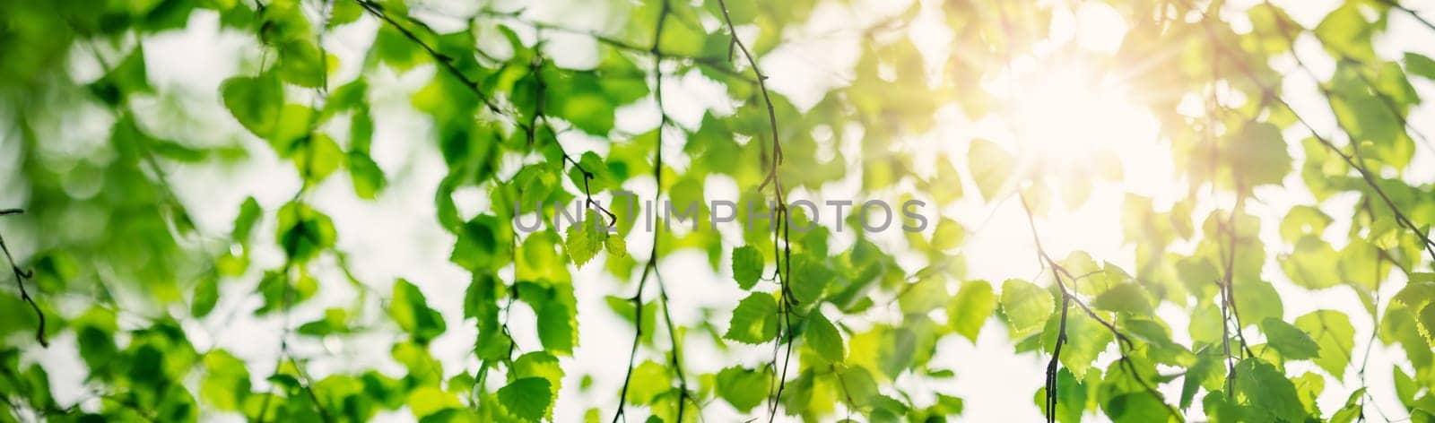 Close-up panoramic view of the birch's branch with young leaves and bud. Beautiful bokeh background of the spring tree.