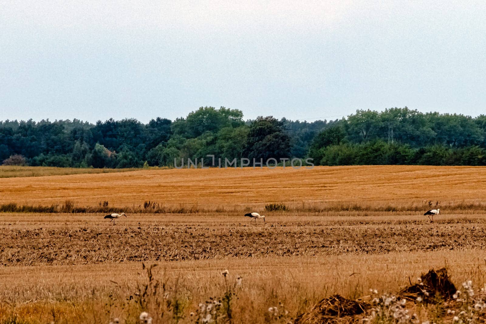 White storks (Ciconia ciconia) looking for a diner - Choczewo, Pomerania, Poland
