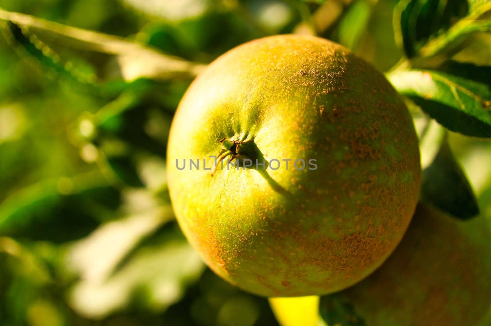 Apple on the branch. Fruit hangs on the tree. Fruit rich in vitamins. Food from the garden.