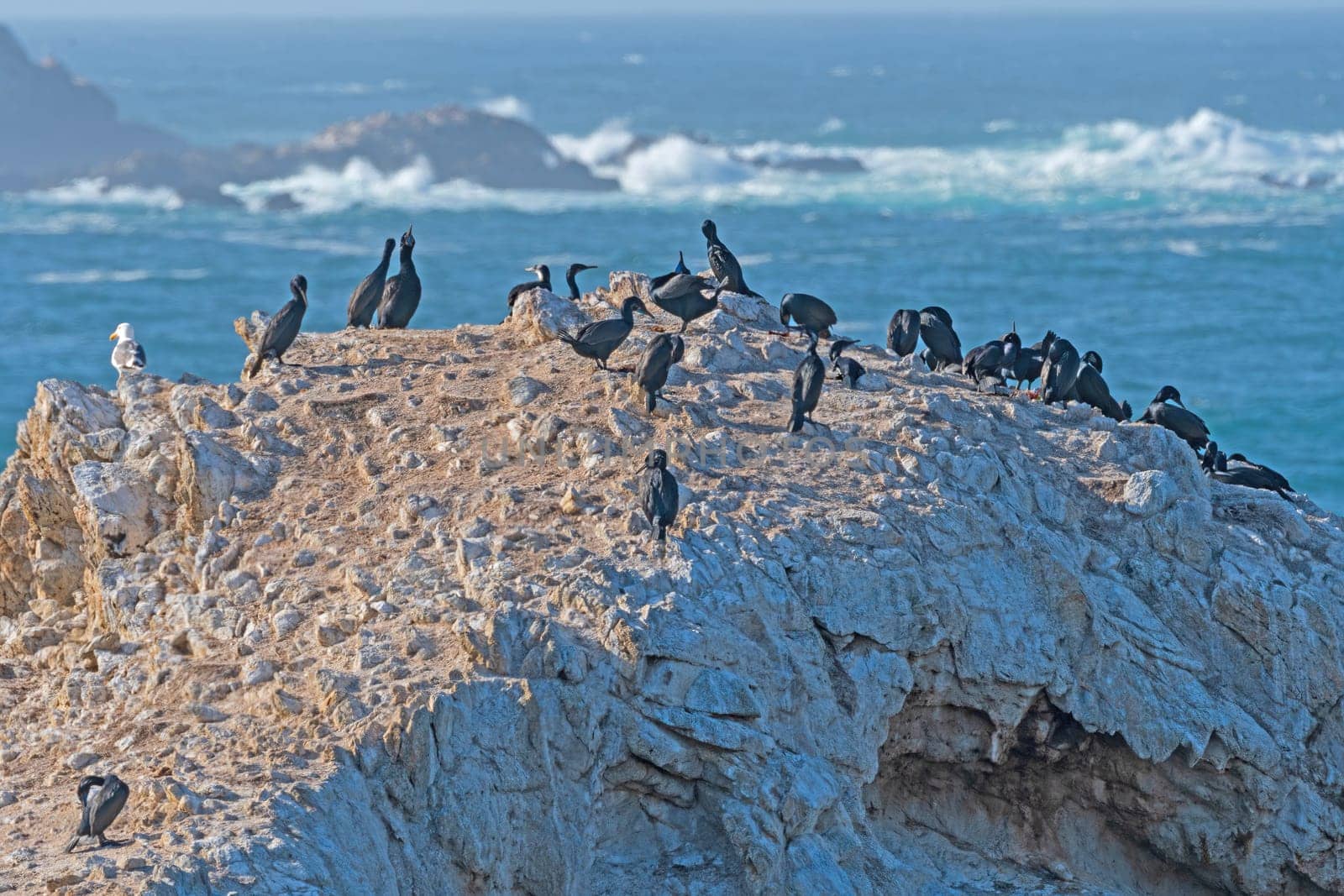 Brandts Cormorants on a Barren Coastal Rock in Point Lobos State Natural Reserve in California