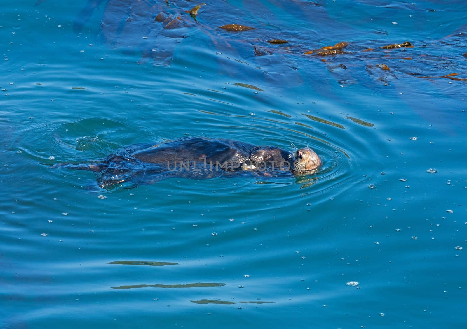 Sea Otter Swimming in Coastal Waters in the Point Lobos State Natural Reserve in California