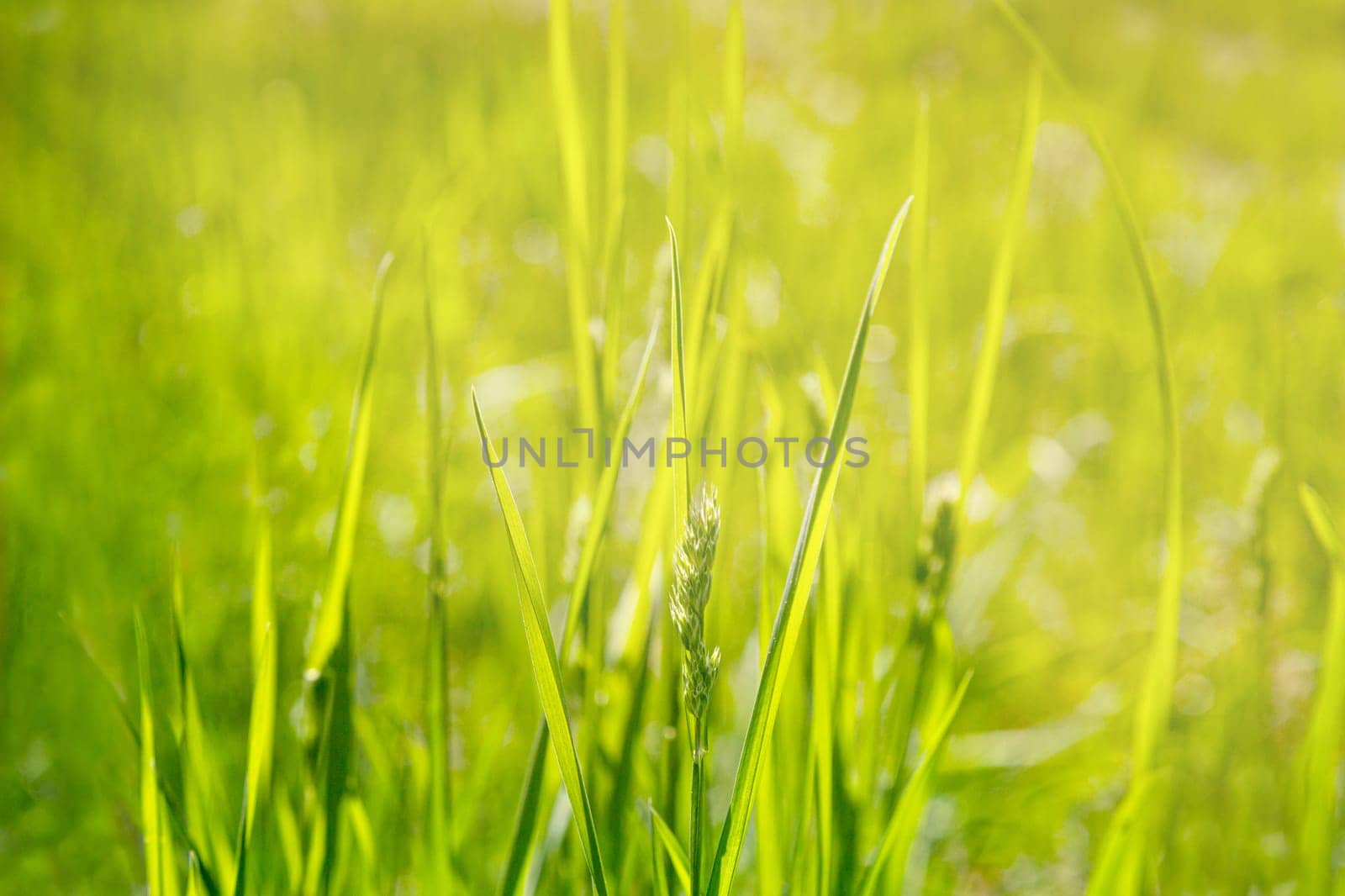 Fresh spring green grass with bokeh and sunlight. Natural background