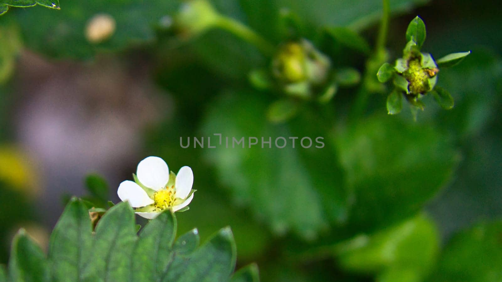 Strawberry plant with white earth flowers in the garden. Fruit not yet ripe. Plant photo from nature