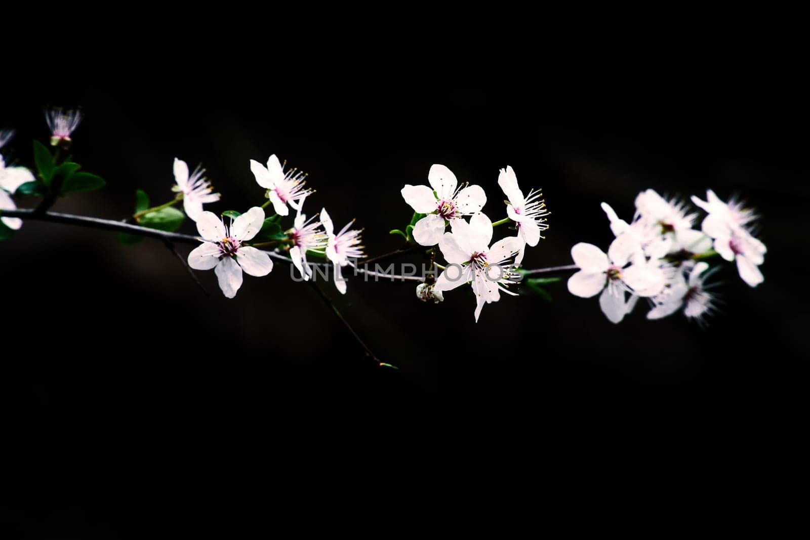 Branch with cherry blossom on fruit tree with black background. Blossom in spring. Blossoms photo from nature