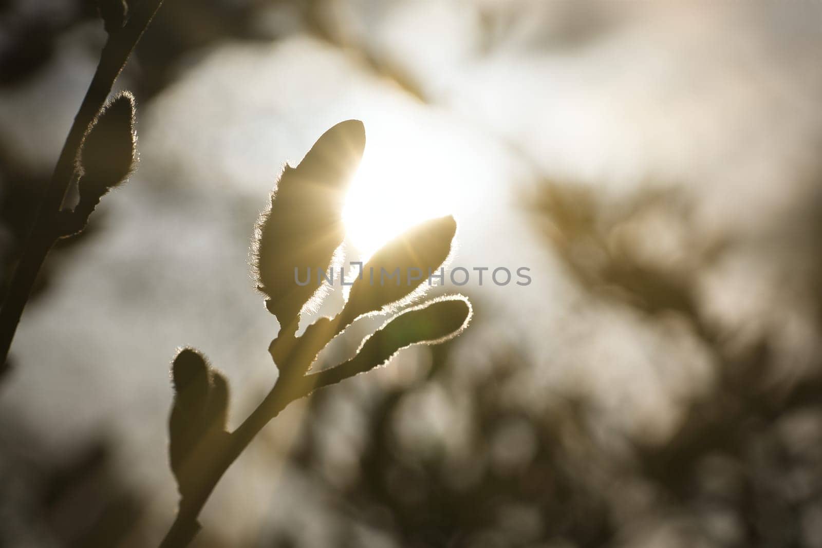 Magnolia buds on a magnolia tree with the sun in the background. Magnolia trees are a true splendor in the flowering season. An eye catcher in the landscape