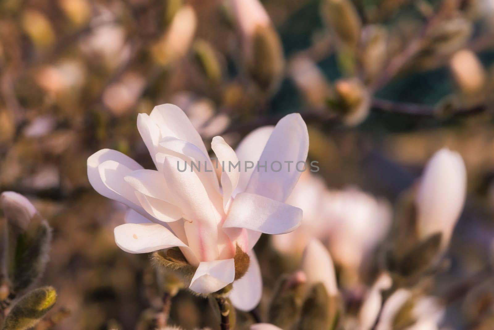Magnolia blossom on a magnolia tree. Magnolia trees are a true splendor in the flowering season. An eye catcher in the landscape