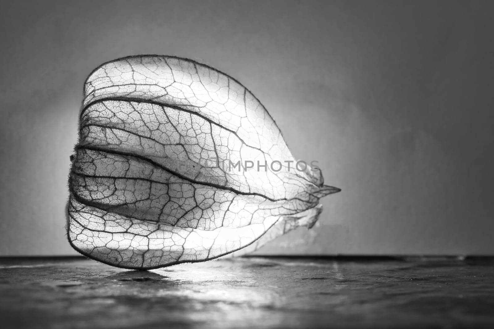 physalis, lit in black white. Fruit shines through the peel. Vitamin C rich fruit. Structures shown in detail. Food photo