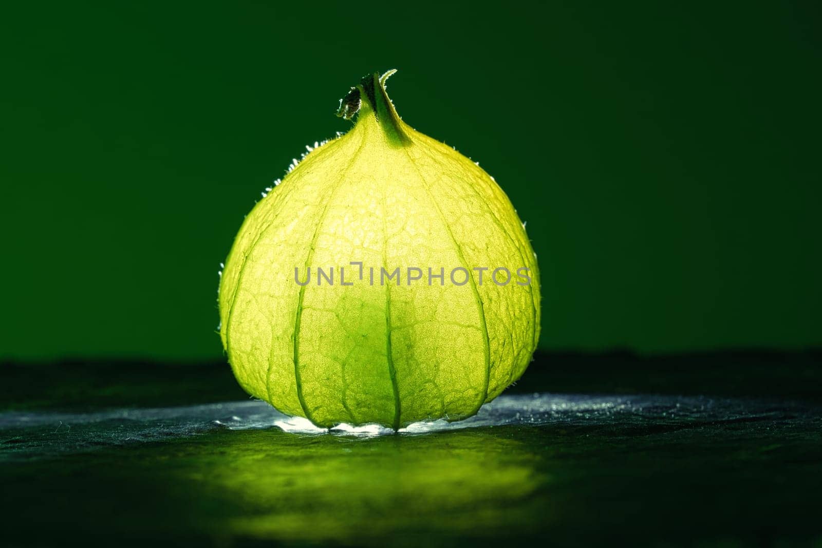 Physalis on black wet soil with green background. Illuminated fruit. Vitamin C rich fruit. Structures shown in detail. Photo food