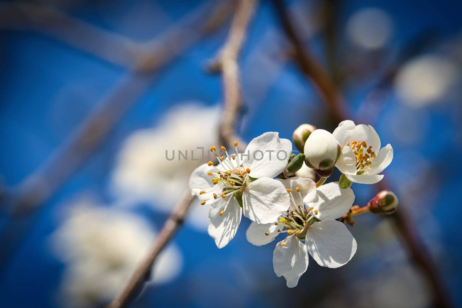 Branch with cherry blossom on fruit tree in garden. Blossom in spring. Background with bokeh. Blossoms photo from nature