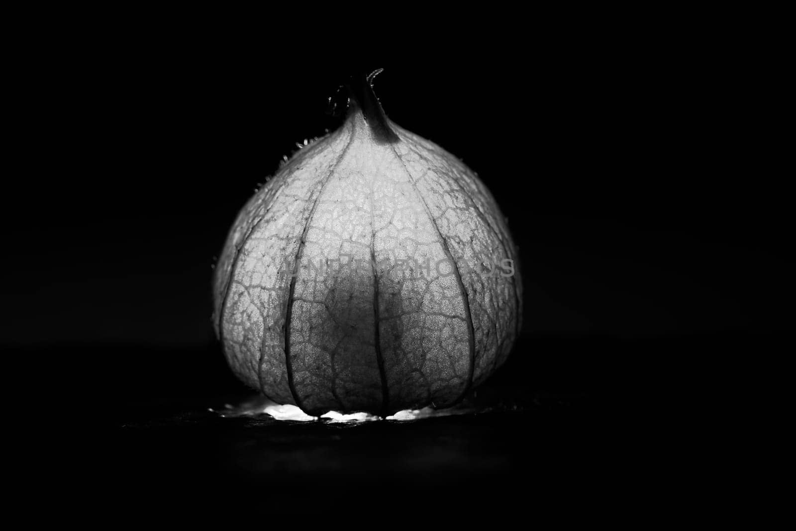 physalis in black white on black wet background. Lighted fruit. Vitamin C rich fruit. Structures shown in detail. Food photo black background