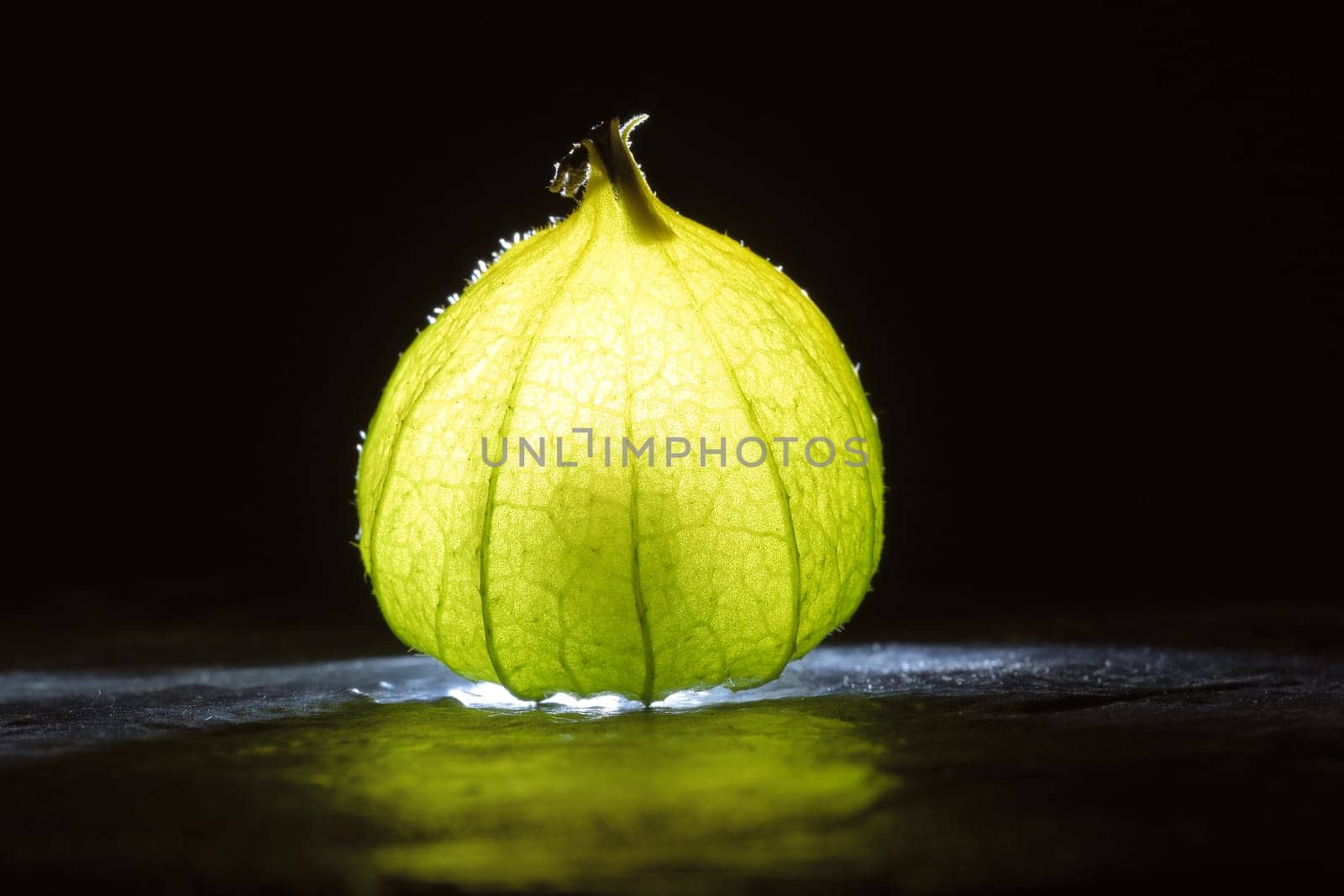 Physalis on black wet soil with black background. Illuminated fruit. Vitamin C rich fruit. Structures shown in detail. Photo food