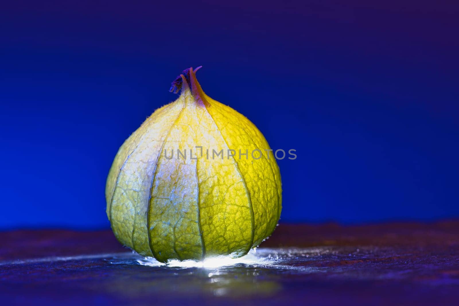 physalis on black wet ground. Lighted fruit. Vitamin C rich fruit. Structures shown in detail. Food photo