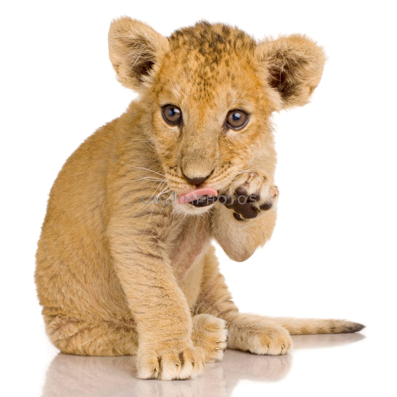 Lion Cub (3 months) in front of a white background.