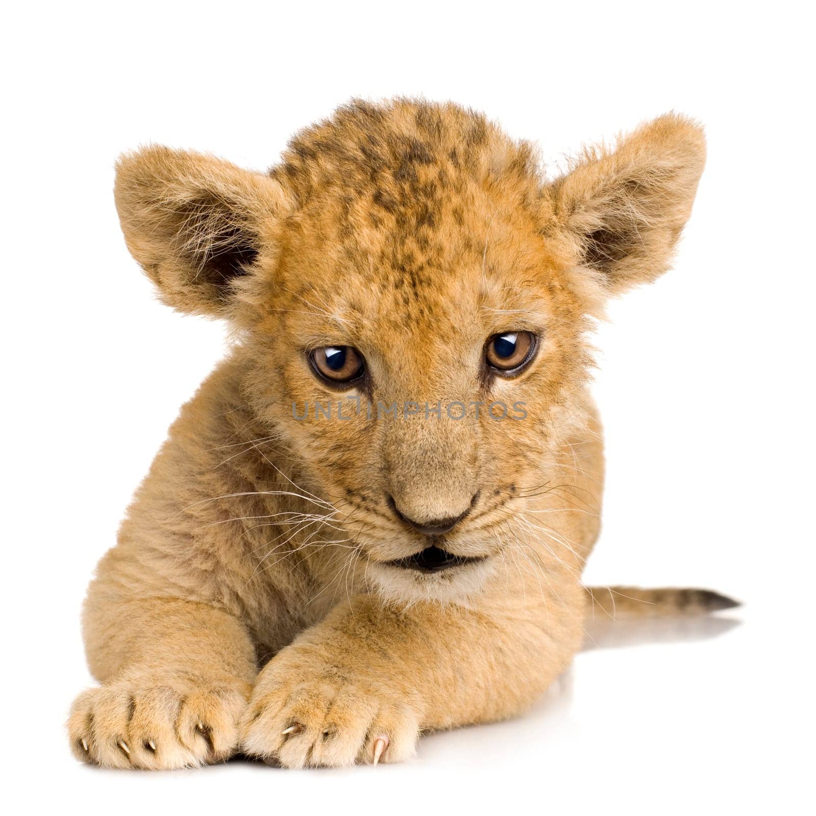 Lion Cub (3 months) in front of a white background.