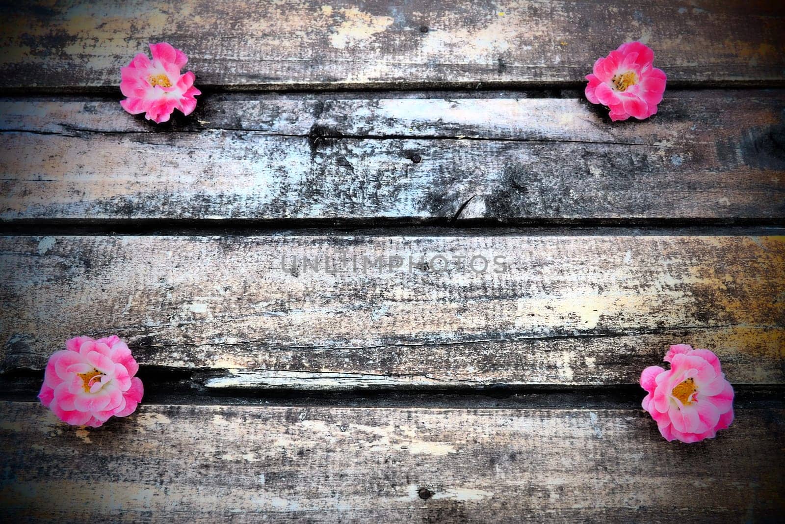 Buds of spray pink terry roses on a wooden background. Four beautiful roses are laid out on the table in the corners. Copy space. Free space for text. Postcard, layout on the surface.