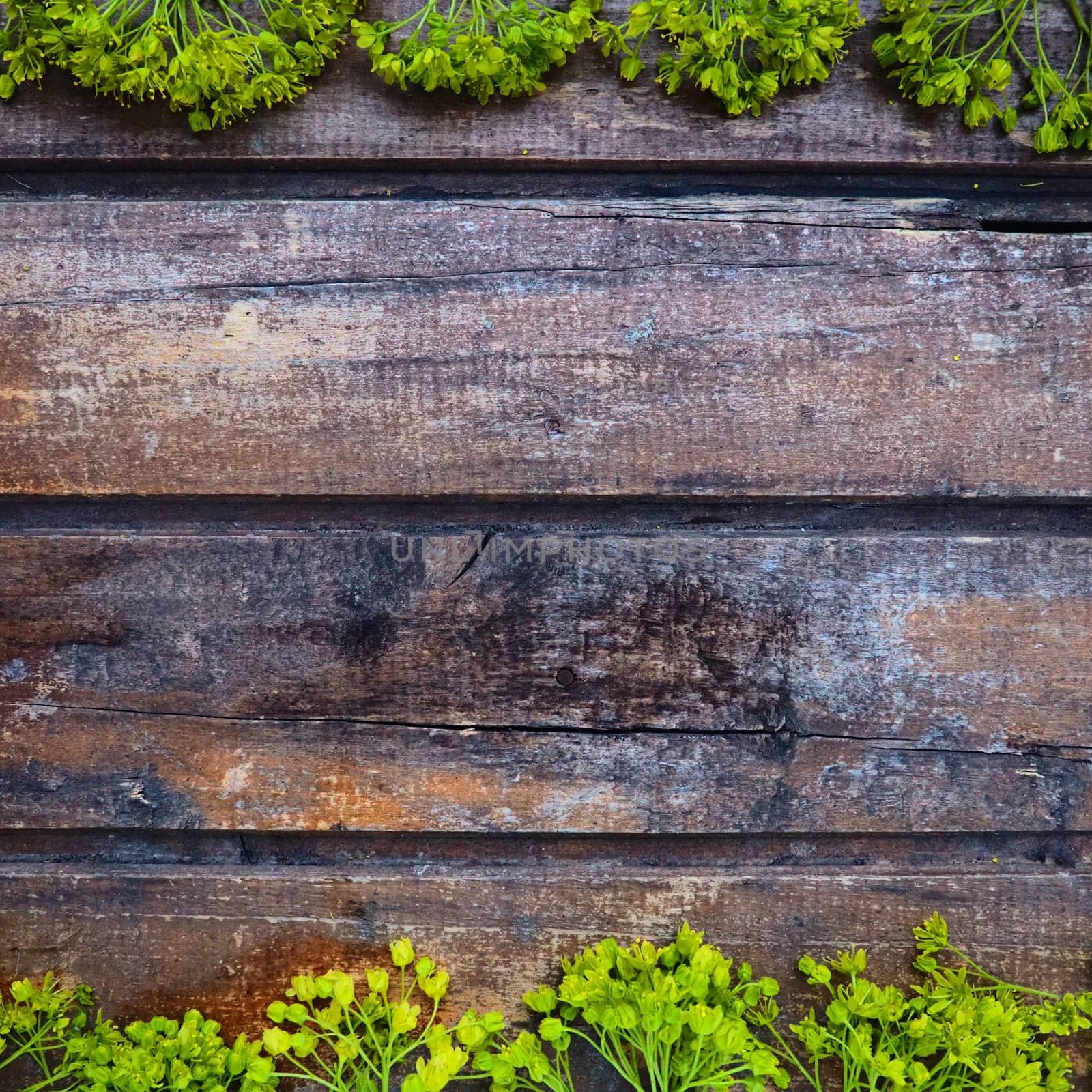 Background of dark horizontal wooden planks framed with green maple flowers. Twigs, leaves and flowers are laid out above and below copy space. Postcard or blank for design. Wood and greenery