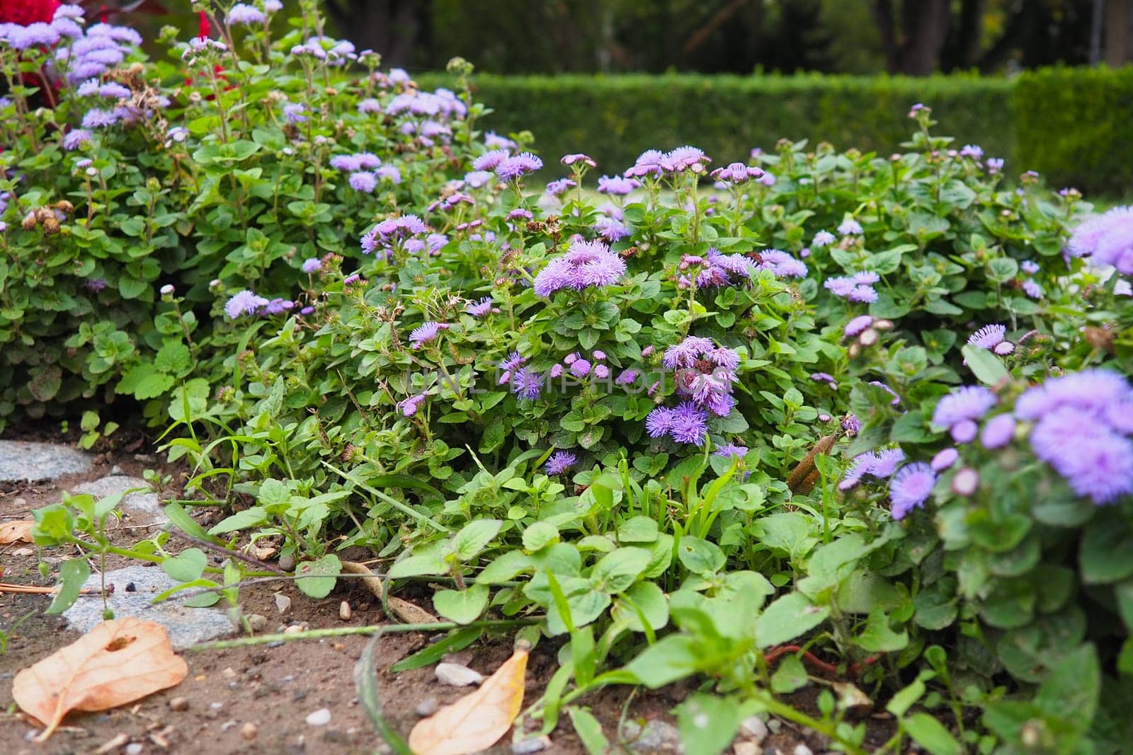 Ageratum - genus flowering annuals and perennials from family Asteraceae. Violet flowers in summer garden. Purple flowers of ageratum. Ageratum blooming. Close-up in sunny weather. Pussy foot.