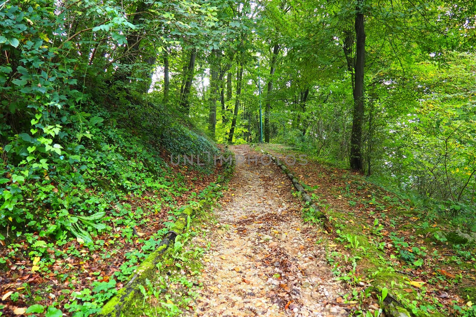 Banja Koviljaca, Loznica, Serbia. Mount Guchevo, park and forest, forest terraces. Withered leaves in September. Paths and paths for hiking. Calm ecological rest for recovery. Mixed European forest.