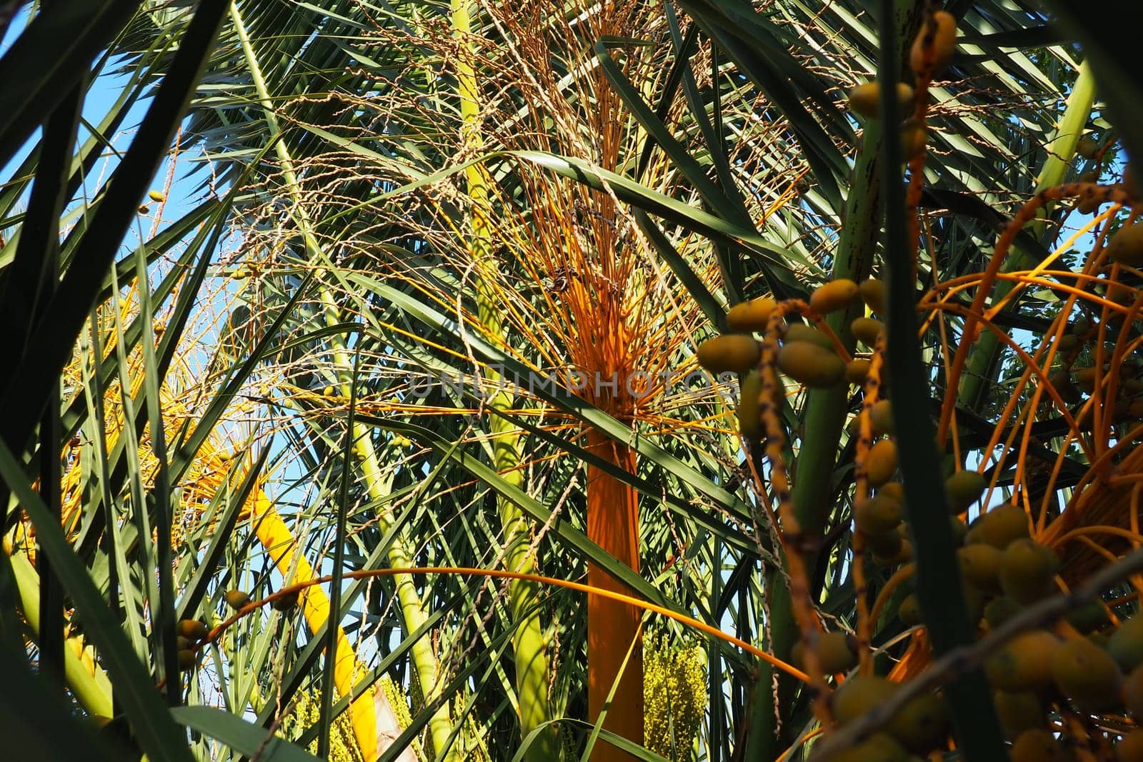 Date palm Phoenix, Date Phoenix is a genus of plants in the Arecaceae family of palms. The fruits of Phoenix dactylifera species, dates, are a common food item. Ripe fruits of date palm. Montenegro