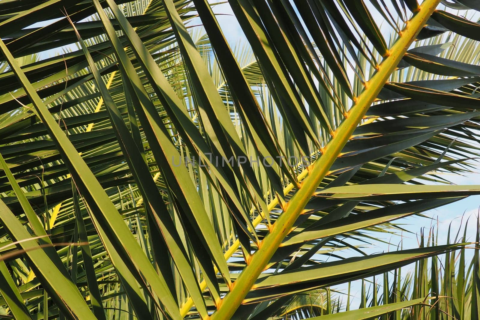 Palm branches against the blue sky. Sunny weather. Vacation at the resort. Coconut and date leaves sway. The blue sky. Tourism and travel to tropical place. Montenegro, palm trees. Plage holiday