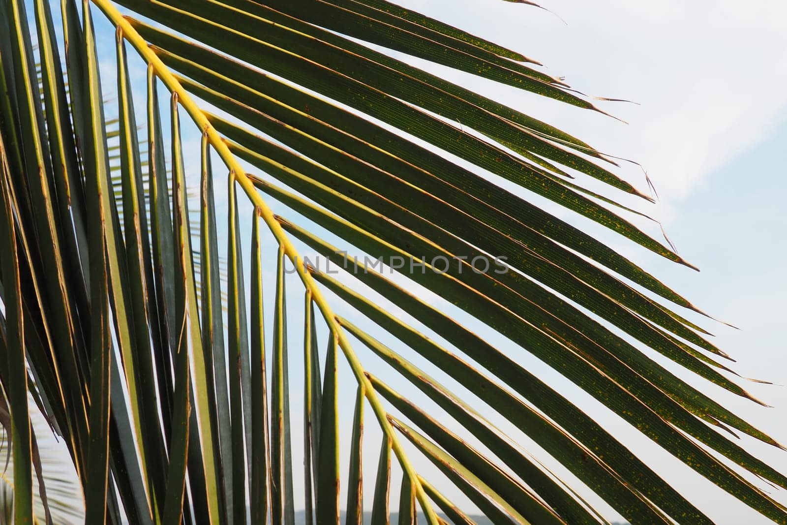Palm branches against the blue sky. Sunny weather. Vacation at the resort. Coconut and date leaves sway. The blue sky. Tourism and travel to tropical place. Montenegro, palm trees. Plage holiday