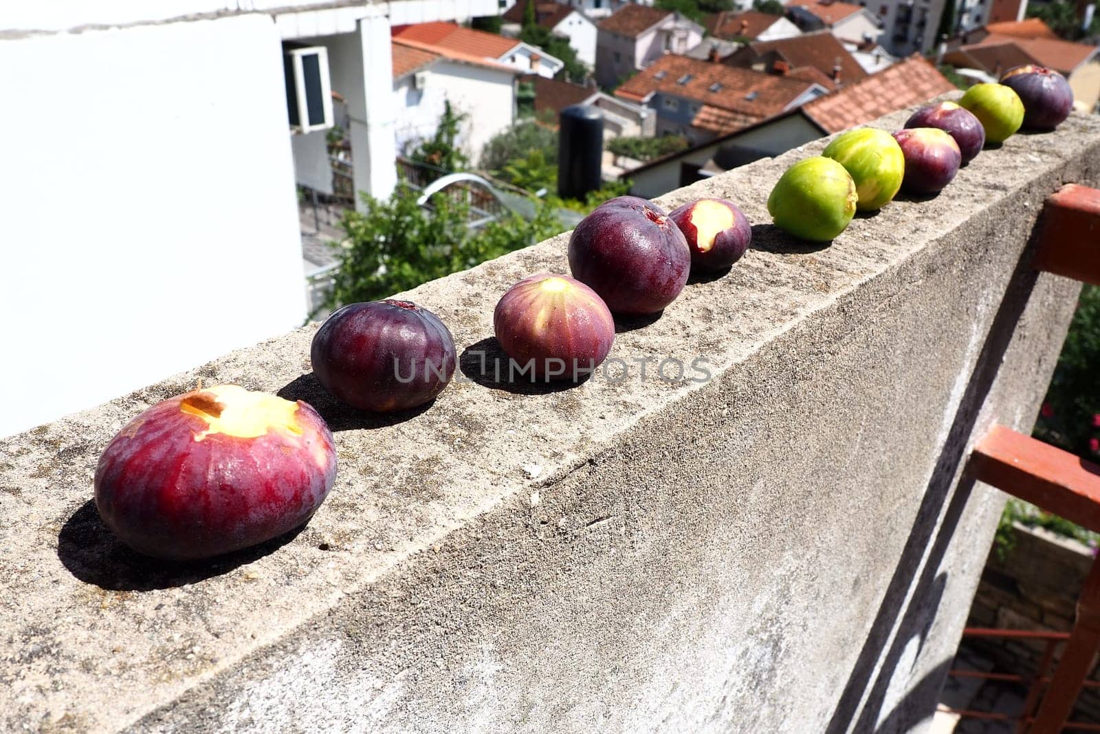 Fig or fig tree, or common fig tree, or Ficus carica is a subtropical deciduous plant of the genus Ficus of the Mulberry family. Ripe purple fig fruits are dried on a stone wall