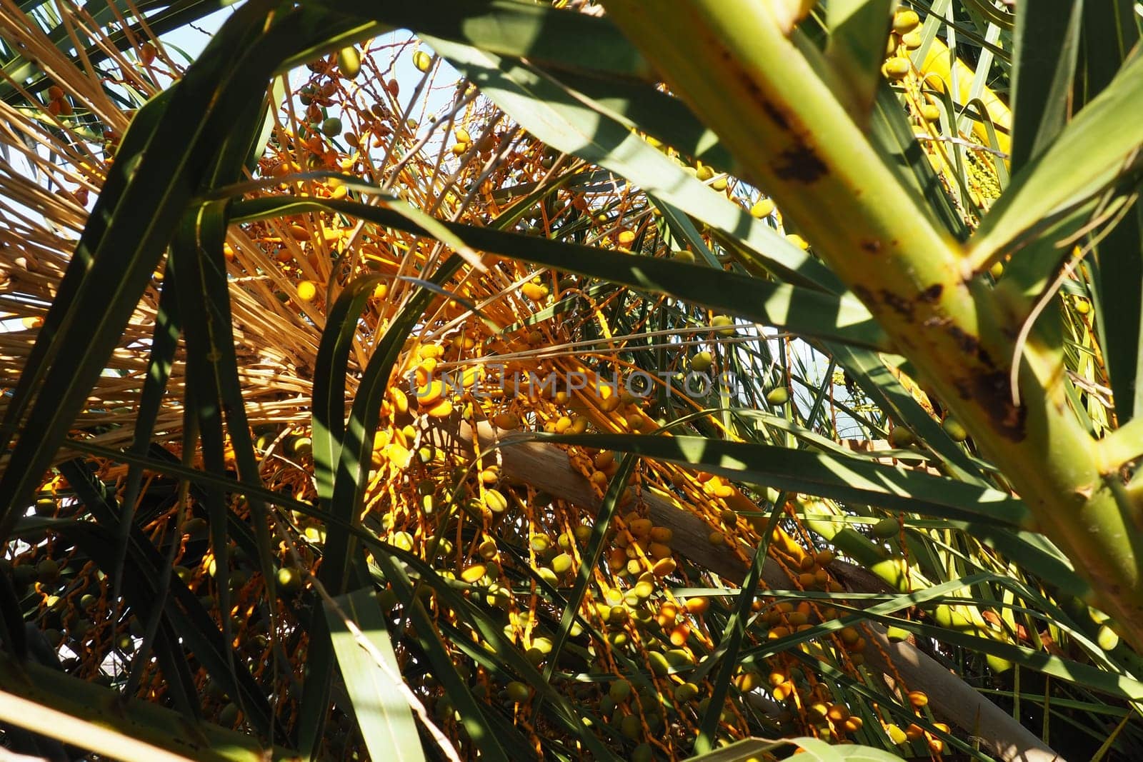 Date palm Phoenix, Date Phoenix is a genus of plants in the Arecaceae family of palms. The fruits of Phoenix dactylifera species, dates, are a common food item. Ripe fruits of date palm. Montenegro