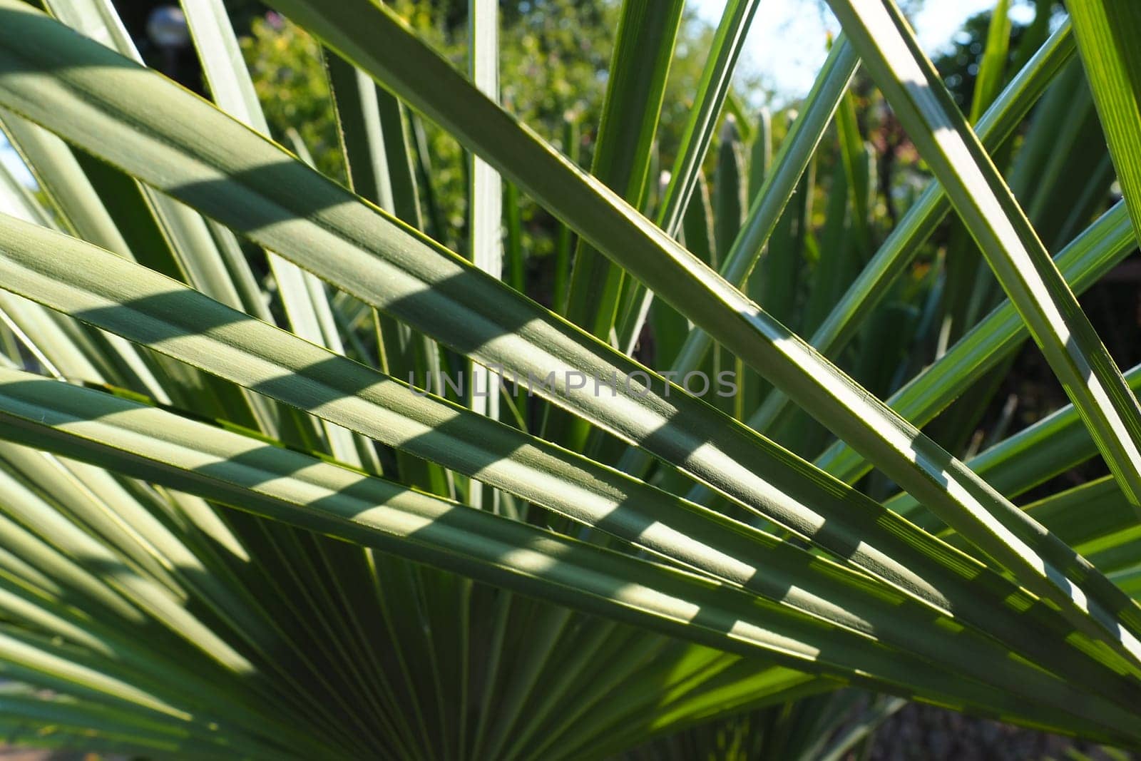 Palm leaves texture with shadow and light. Palm leaves of bright green color. Tropical beautiful background. Summer beach tourism