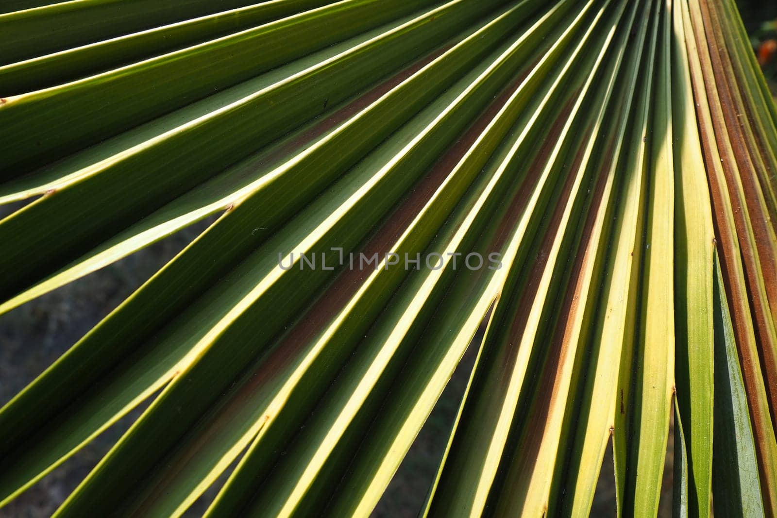 Palm leaves texture with shadow and light. Palm leaves of bright green color. Tropical beautiful background. Summer beach tourism