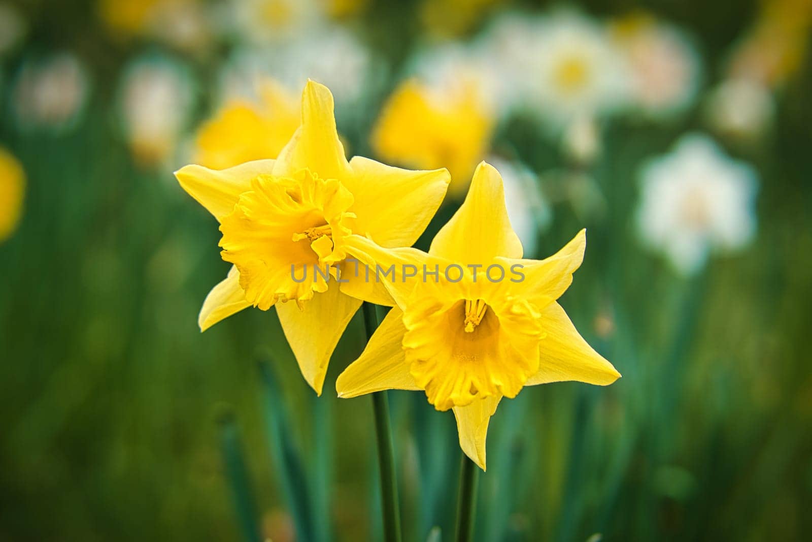 Daffodils with beautiful bokeh. nature photo. Flowers image