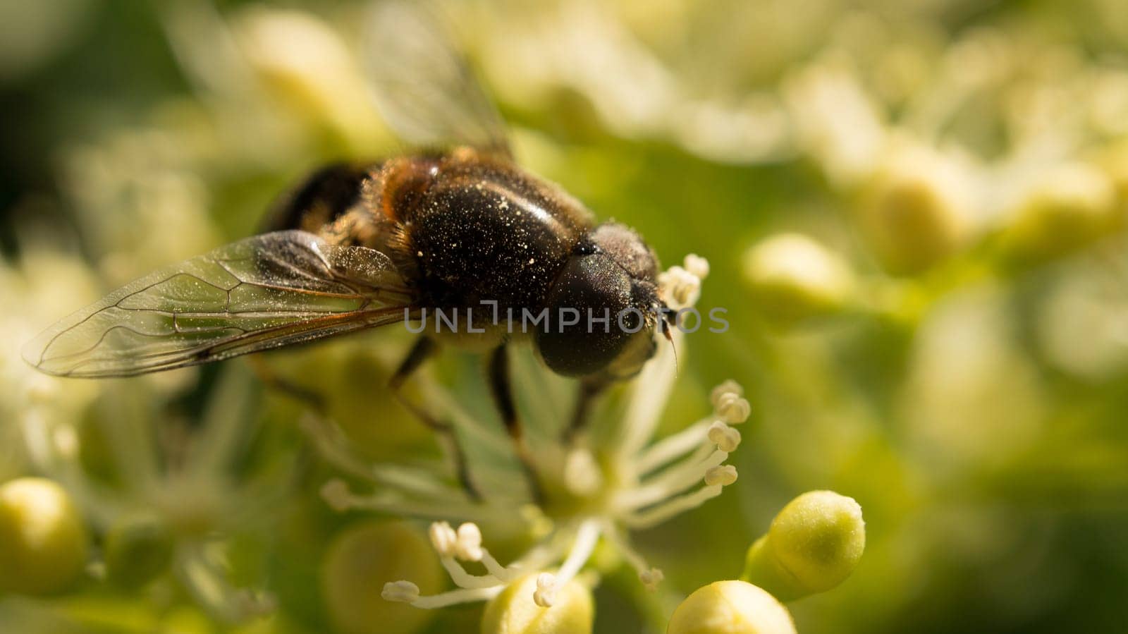 Honey bee collecting pollen on a white flower. Insect at work. Photo from nature