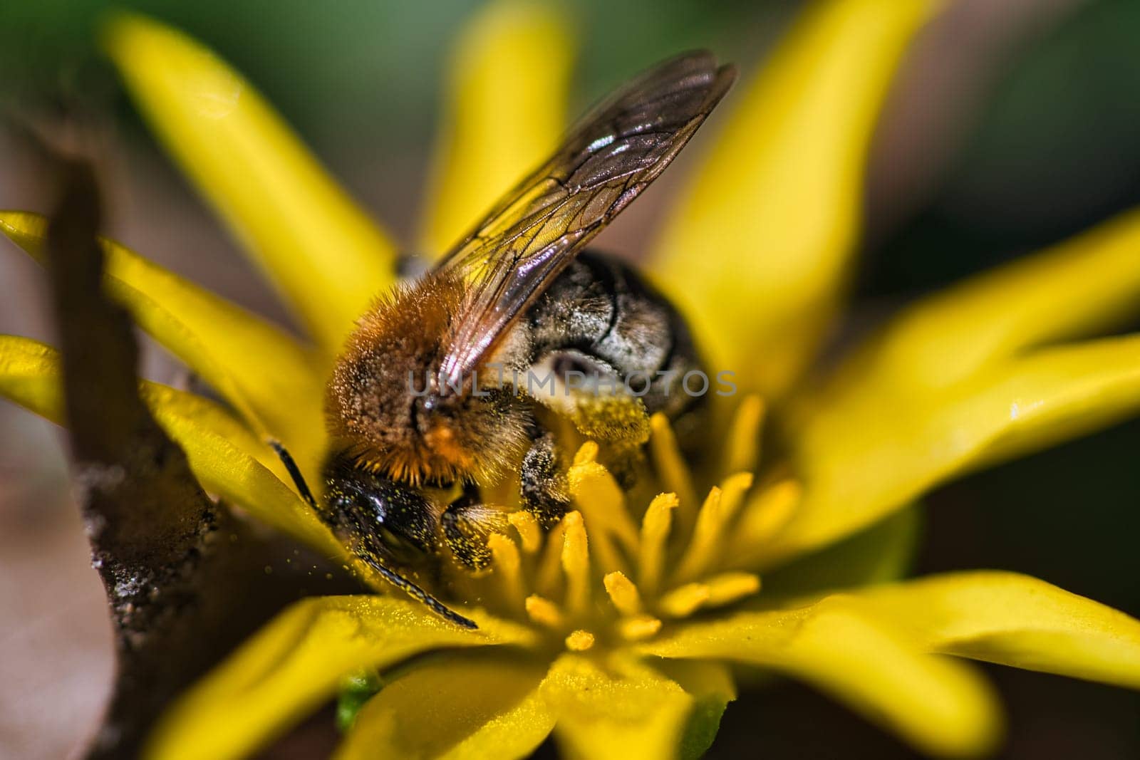 Honey bee collecting pollen on a yellow flower. Insect at work. Photo from nature