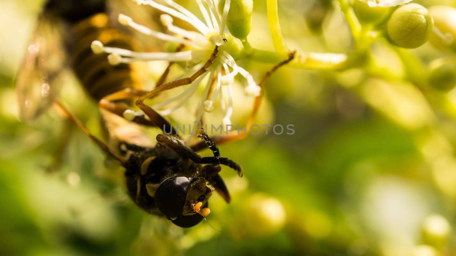 Fly catfish on a flower collecting nectar. Macro shot of an insect