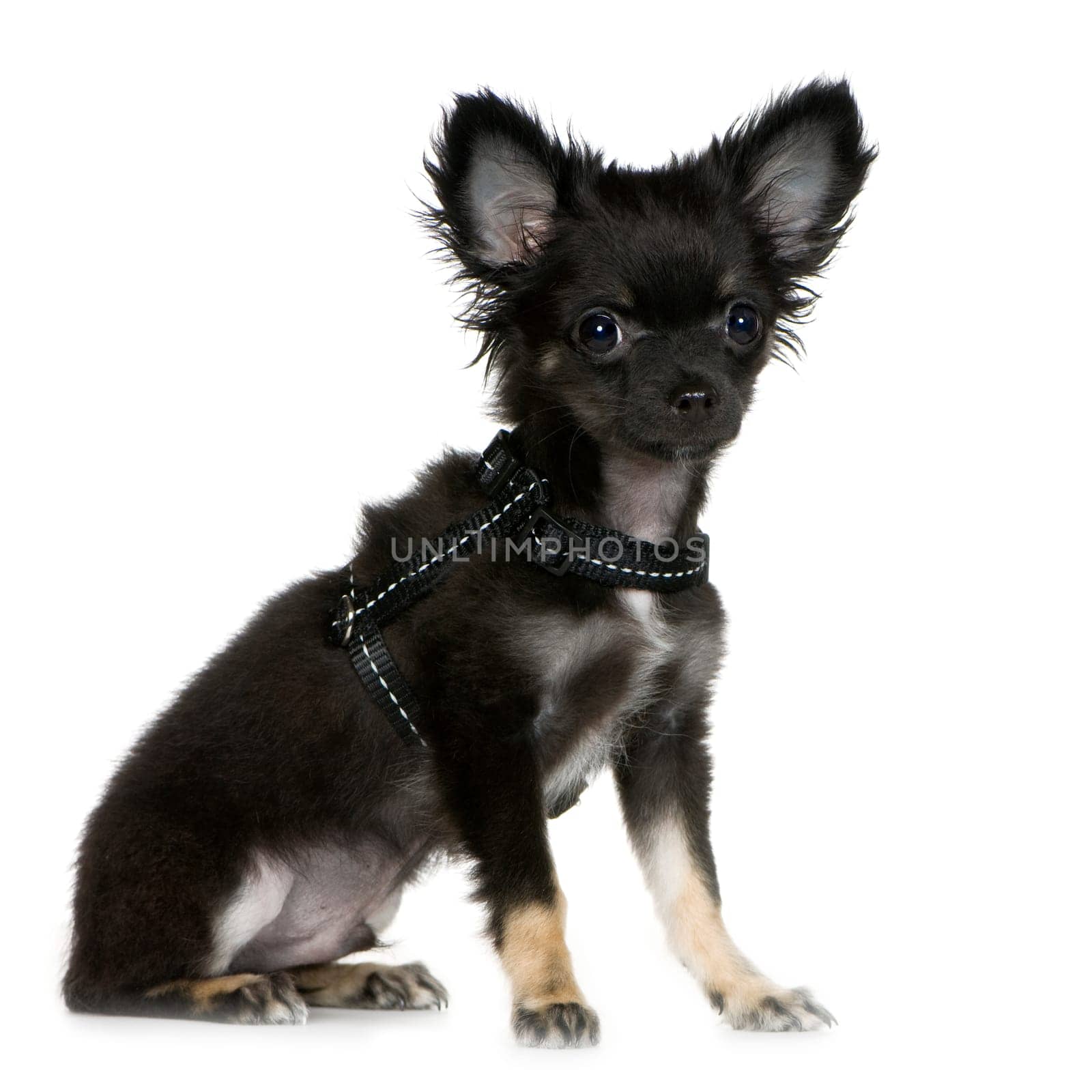 chihuahua (3 months) in front of a white background
