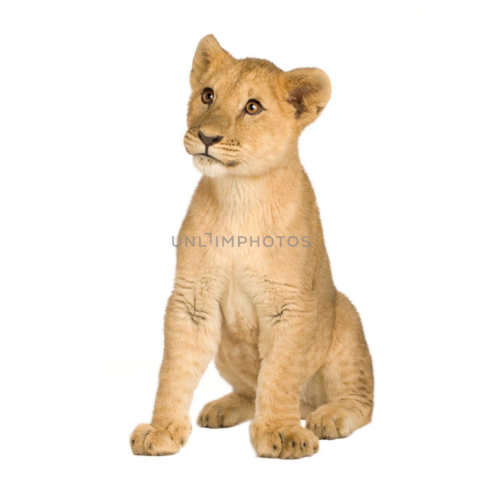 Lion Cub (5 months) in front of a white background