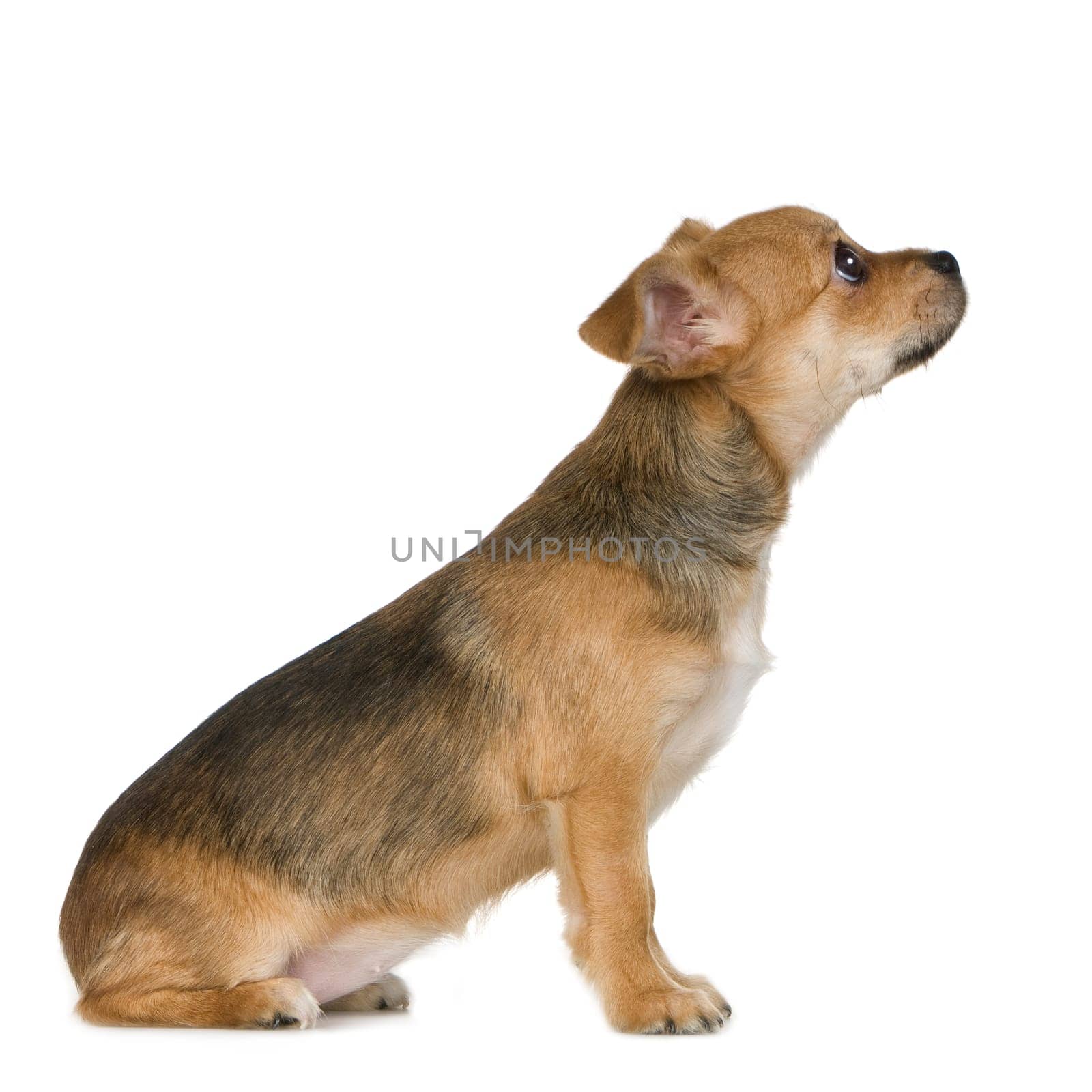 crossbreed inbetween a chihuahua and yorkshire (3 months) in front of white background