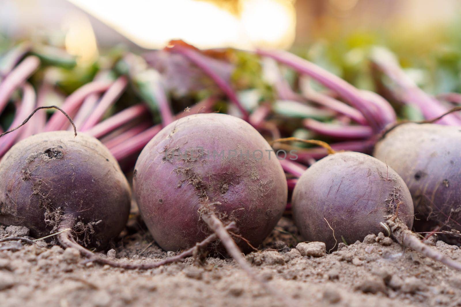 Side view of row of ripe unwashed beets beetroot lying on ground dug out from garden-bed in vegetable garden. Harvest, autumn, agriculture, vegetable, gardening, nature, healthy eating, vitamins.