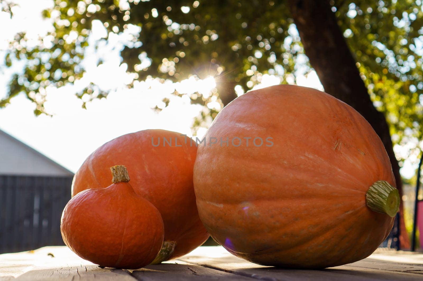 Pile of three ripe orange pumpkins of different size lying on wooden table outdoors in yard near tree at sunset. Harvest, autumn, agriculture, vegetable, halloween, thanksgiving, market, cornucopia.