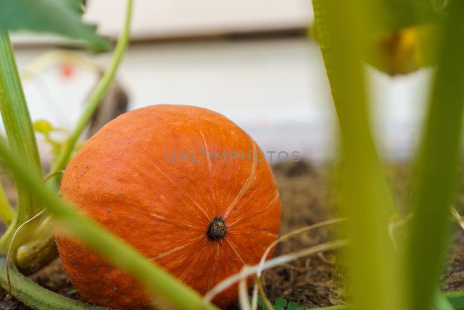 Close-up of ripe orange pumpkin lying on ground among green leaves on garden-bed in vegetable garden outdoors. Harvest, autumn, agriculture, vegetable, halloween, gardening, thanksgiving. Soft focus.