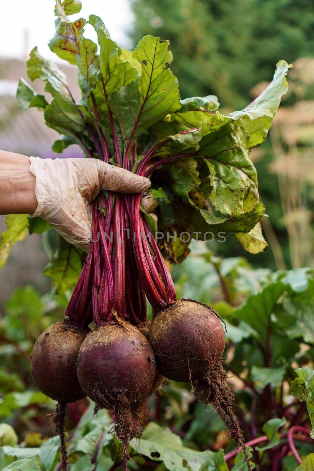 Cropped photo of man wearing white disposable glove, gathering holding plucking digging out bunch of ripe beets from garden-bed in vegetable garden. Harvest, autumn, agriculture, vegetable, gardening.