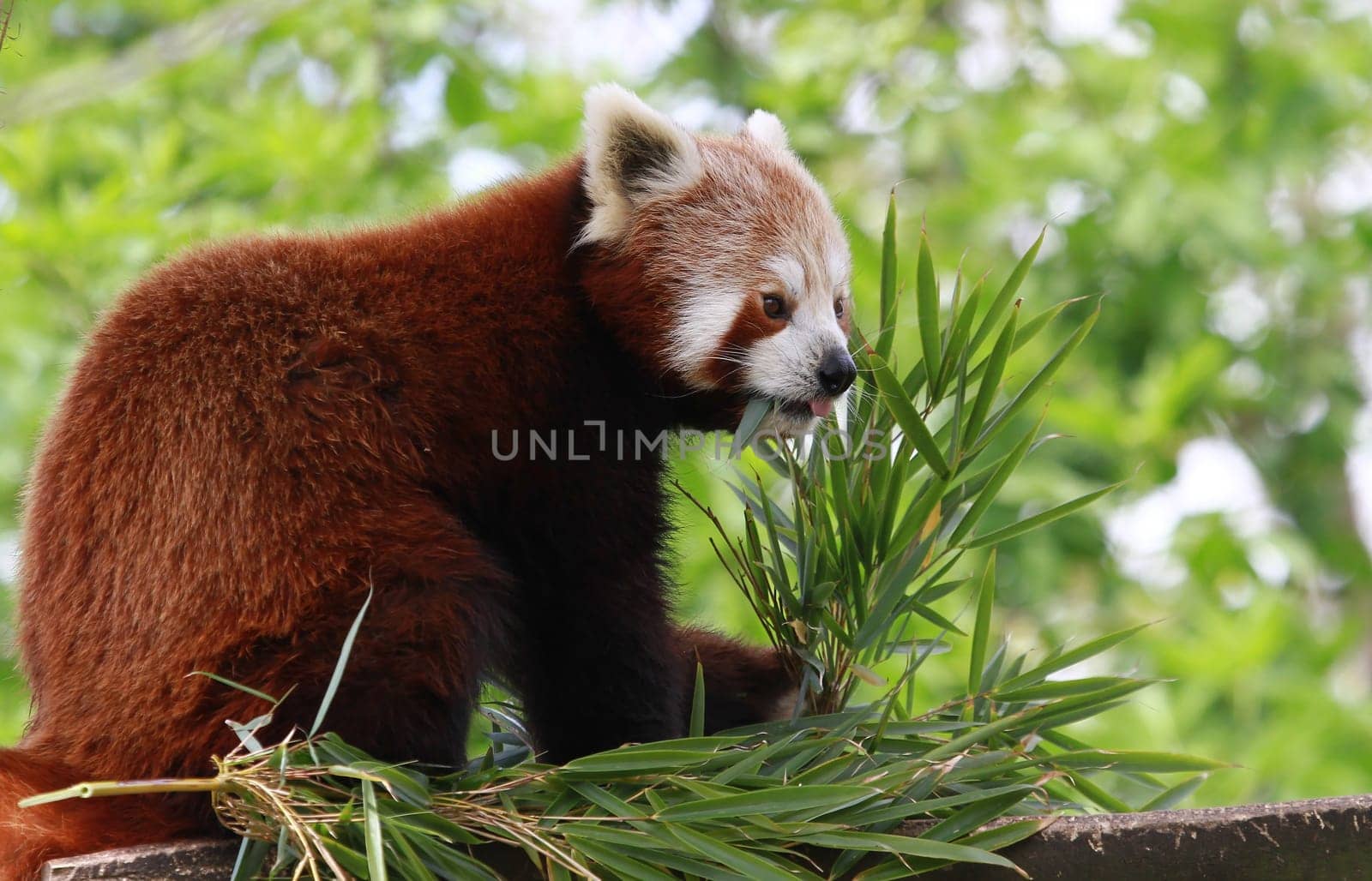 Red Panda