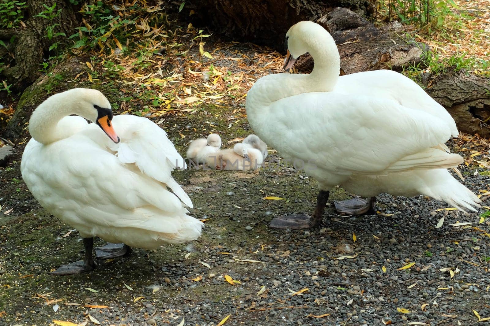 Family Swan