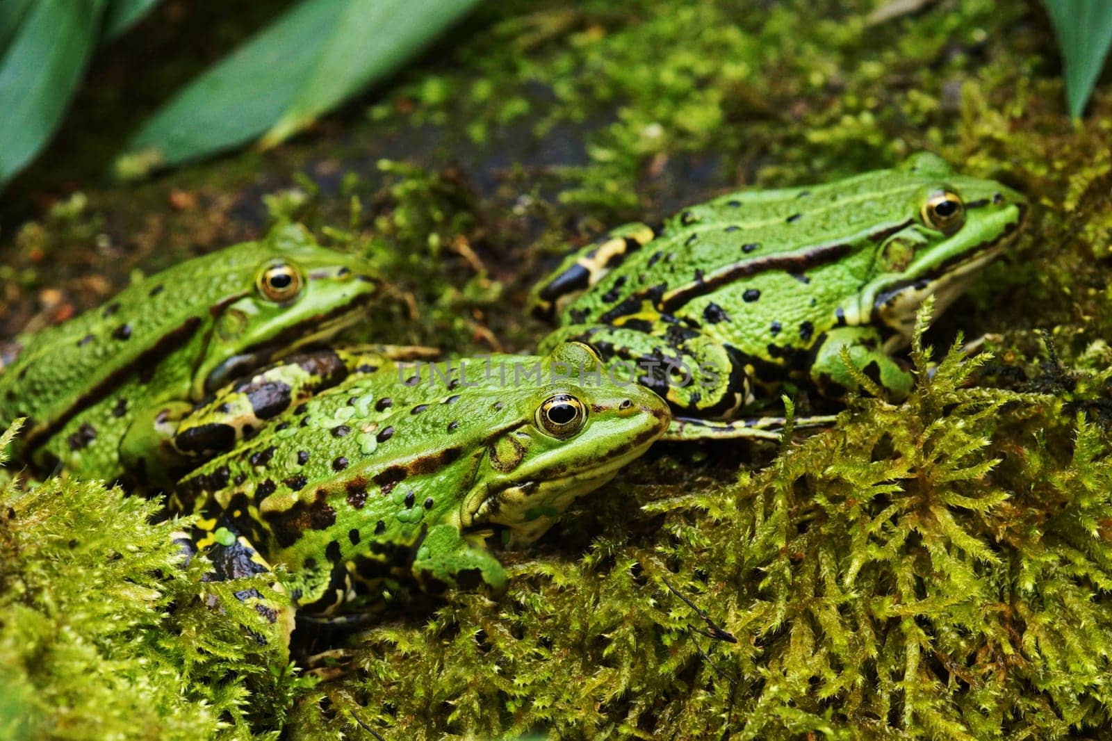 Three Froesche at a pond