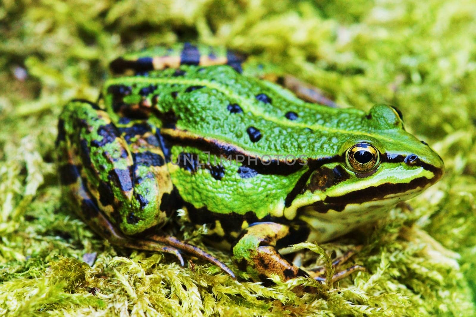 Frog by a pond