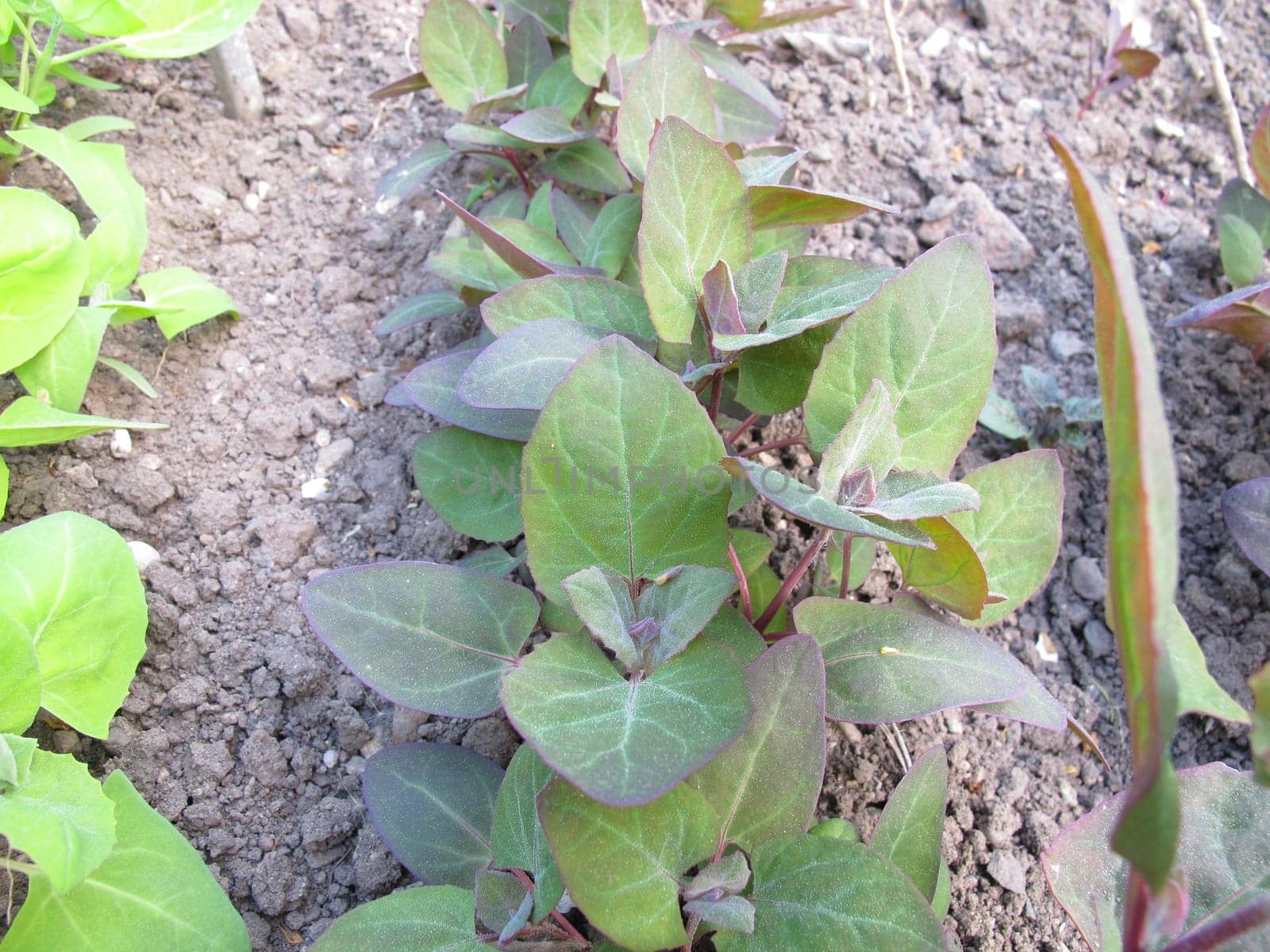 Garden report,Atriplex hortensis