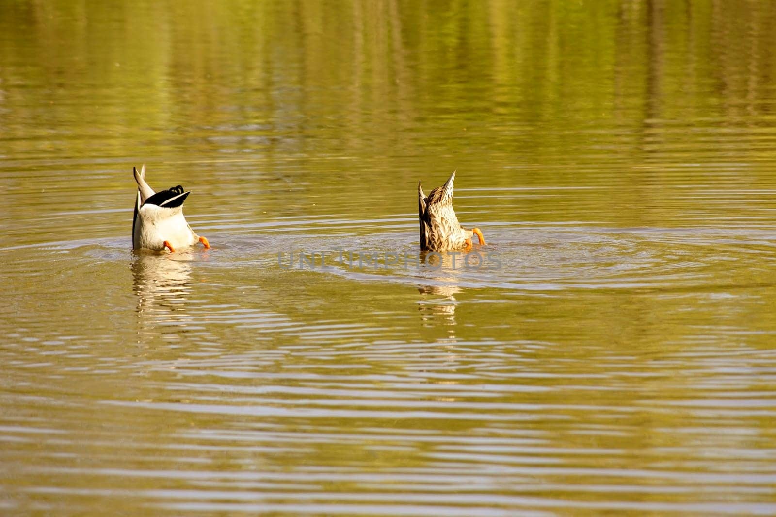 The close-up of a pair of ducks diving together under the water surface.